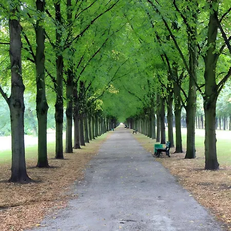 Schlachter's Hius * 알게르미젠